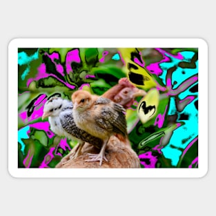 Chicken with chicks / Swiss Artwork Photography Sticker